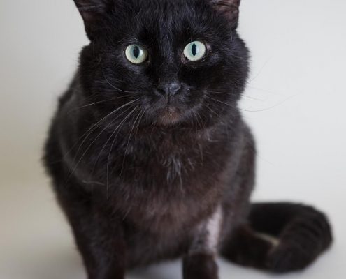 Large black cat sitting looking at camera