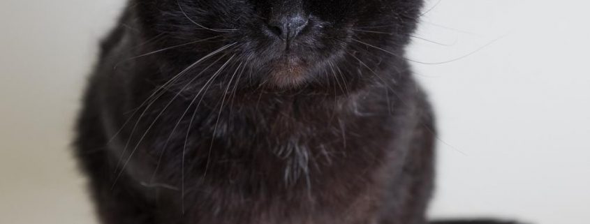 Large black cat sitting looking at camera