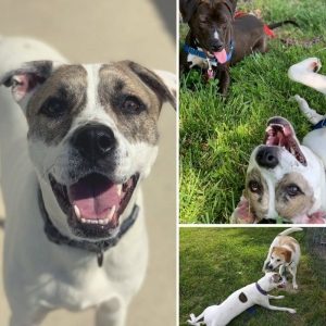 White dog with grey spots around his eyes looking at the camera