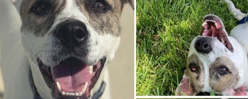 White dog with grey spots around his eyes looking at the camera