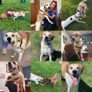 Collage of 9 photos of white and light tan dog