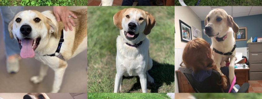 Collage of 9 photos of white and light tan dog