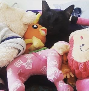 Black cat cuddling with stuffed animals