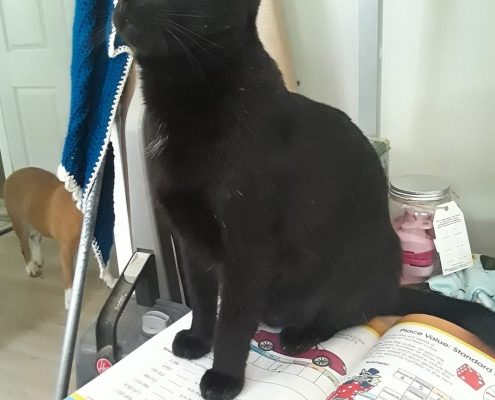 black cat sitting on book looking majestically into the distance