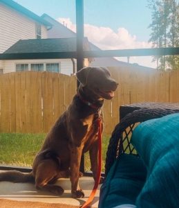 Large brown dog sitting with a happy expression