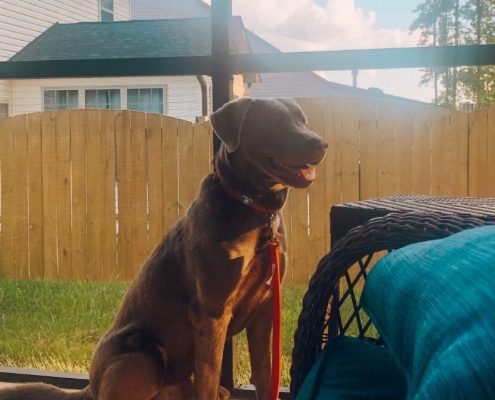 Large brown dog sitting with a happy expression