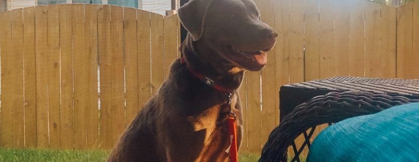 Large brown dog sitting with a happy expression