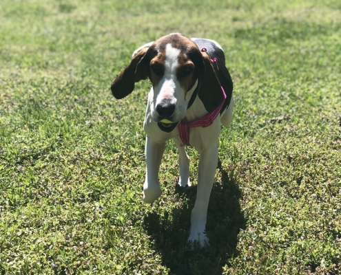 Hound dog running across grass with tennis ball in mouth