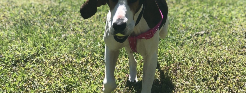 Hound dog running across grass with tennis ball in mouth