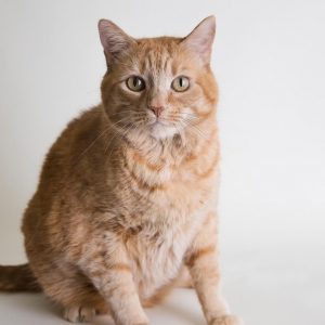 Ginger cat looking into camera