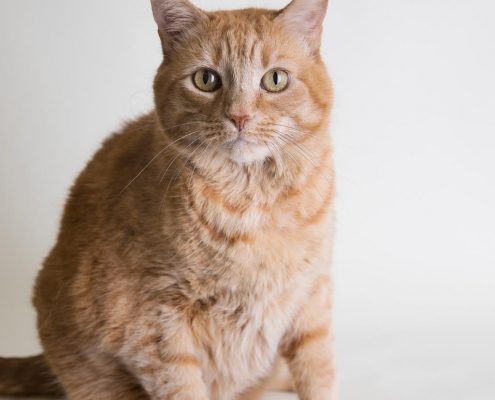 Ginger cat looking into camera