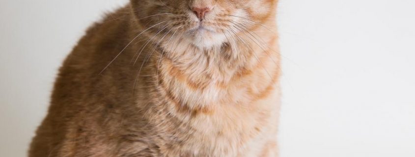 Ginger cat looking into camera