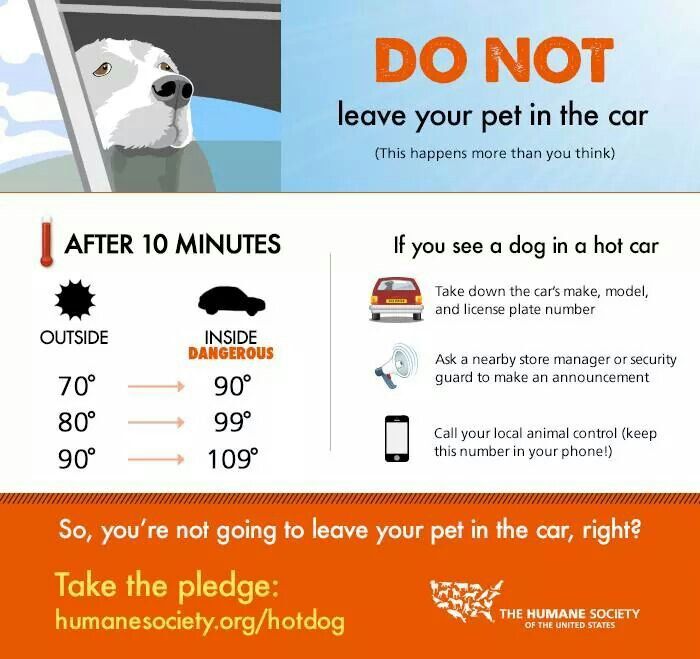 Hot Weather Tips Blue Ridge Humane Society