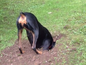 Black and brown dog head down in a whole dug in the yard