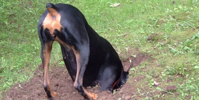 Black and brown dog head down in a whole dug in the yard