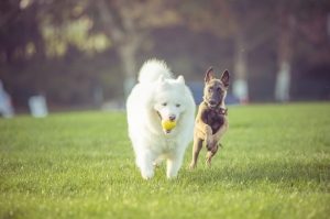 Dogs playing with a tennis ball