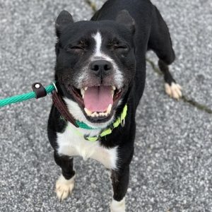 Black dog with white chest and front paws grins at camera with closed eyed