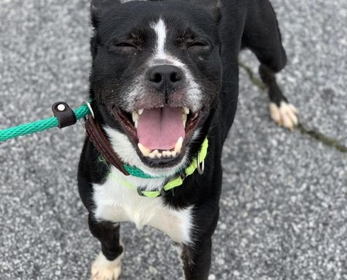 Black dog with white chest and front paws grins at camera with closed eyed