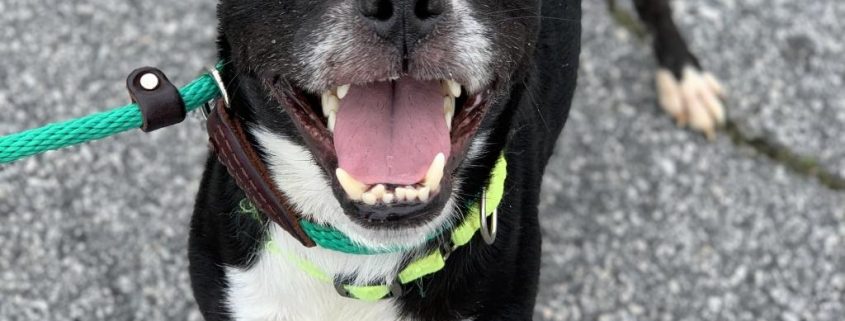Black dog with white chest and front paws grins at camera with closed eyed