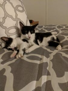 Two black and white cats napping on a bed