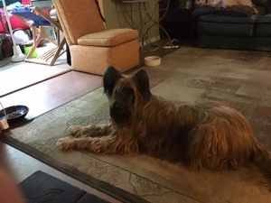 light brown shaggy dog laying on the floor