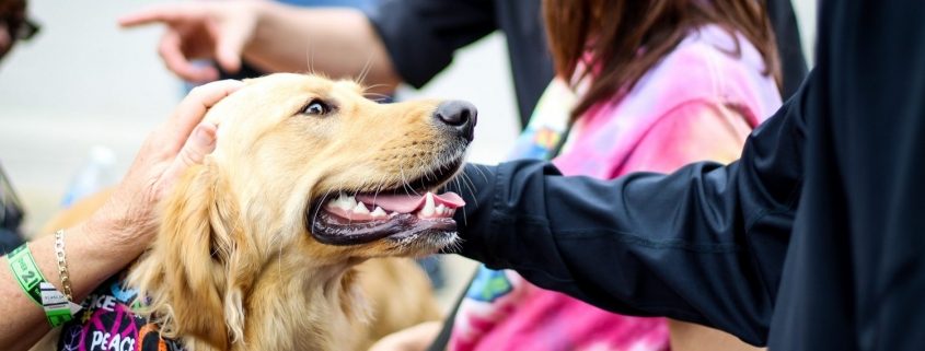 dog surrounded by people while being petted