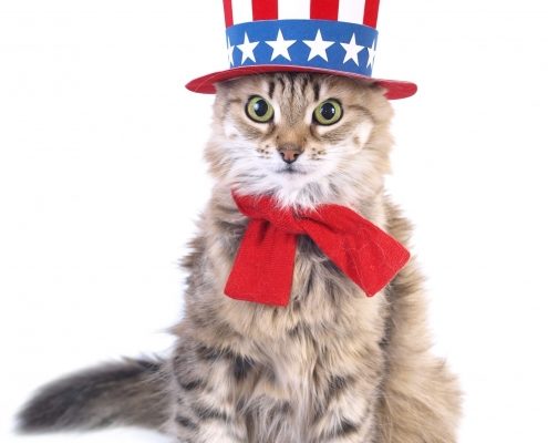 Tabby cat dressed in a stars and stripes hat and red bow tie