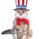 Tabby cat dressed in a stars and stripes hat and red bow tie