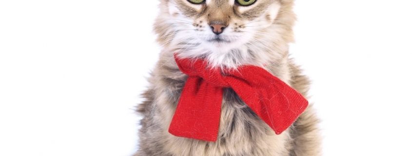 Tabby cat dressed in a stars and stripes hat and red bow tie