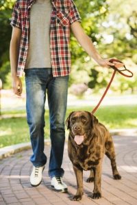 Brown dog on leash walking on a stone path