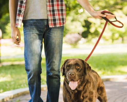 Brown dog on leash walking on a stone path