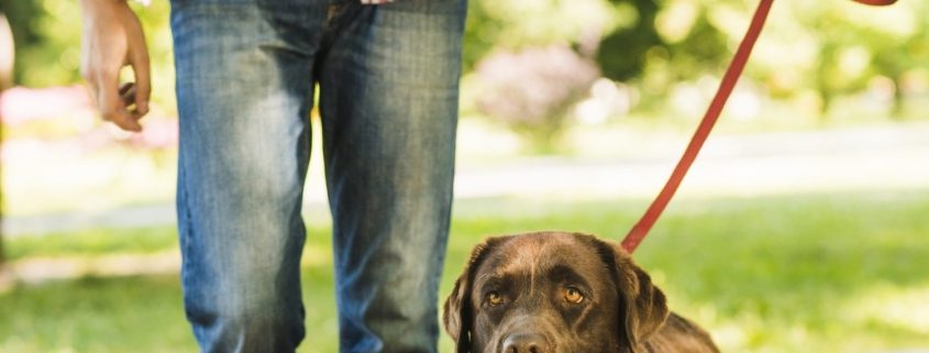 Brown dog on leash walking on a stone path