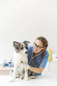female vet check dogs heartbeat