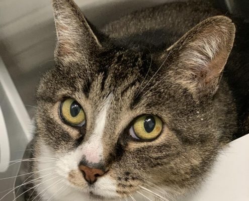 Grey cat with white stripe on nose looks up at camera as she lays down