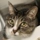 Grey cat with white stripe on nose looks up at camera as she lays down