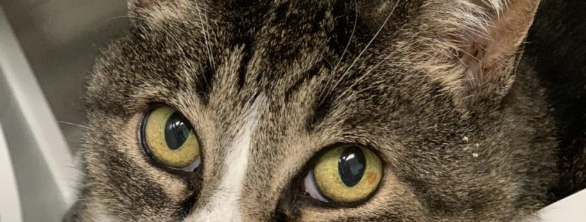 Grey cat with white stripe on nose looks up at camera as she lays down