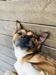 brown dog with black nose laying on wooded deck with eyes closed and a peaceful expression