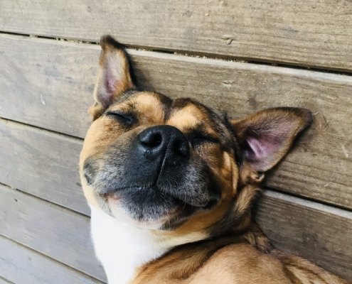 brown dog with black nose laying on wooded deck with eyes closed and a peaceful expression