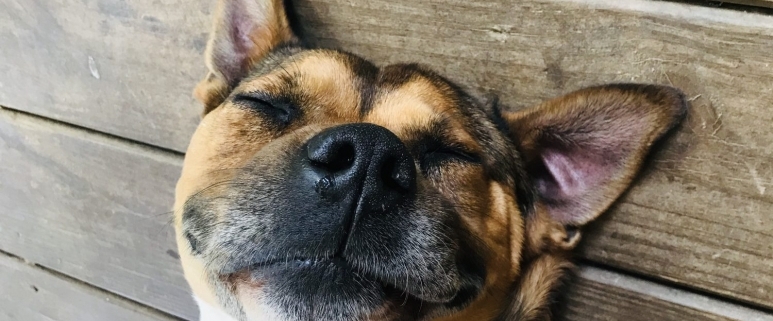 brown dog with black nose laying on wooded deck with eyes closed and a peaceful expression