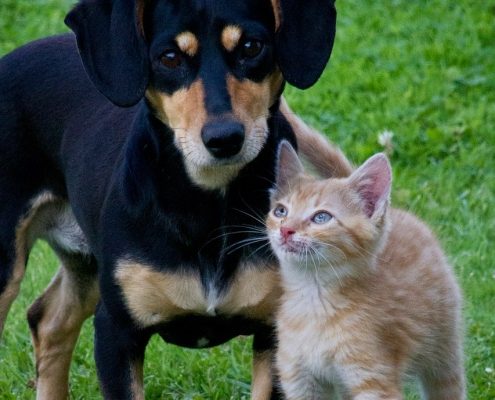 black dog and stripped kitten stand next to each other