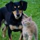 black dog and stripped kitten stand next to each other