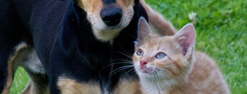 black dog and stripped kitten stand next to each other