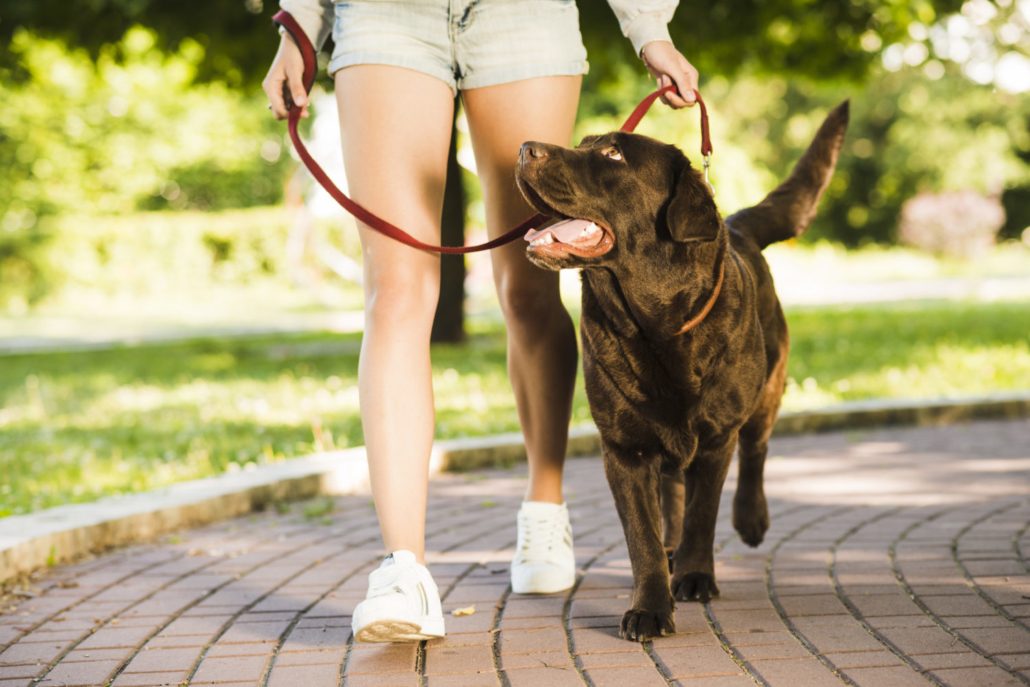 Ask Crystal: Walking a Fast Dog - Blue Ridge Humane Society