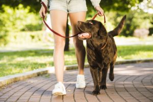 a brown dog is being walked on a leash