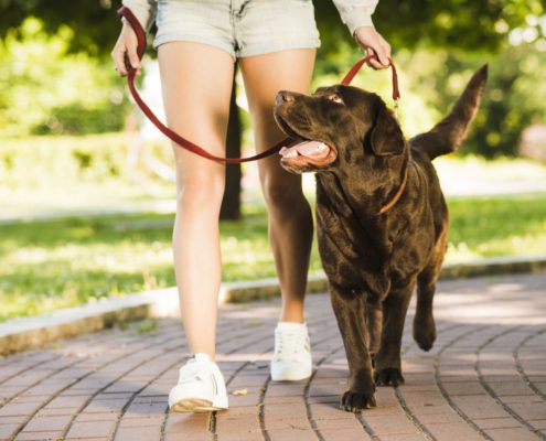 a brown dog is being walked on a leash