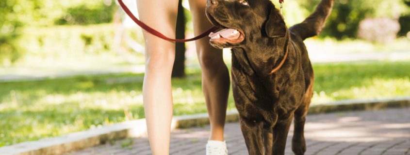 a brown dog is being walked on a leash