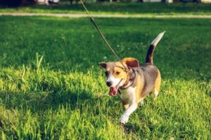 beagle dog walks on leash in grass