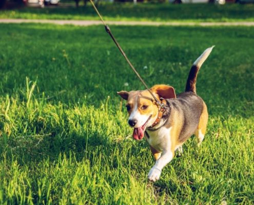 beagle dog walks on leash in grass