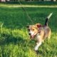 beagle dog walks on leash in grass