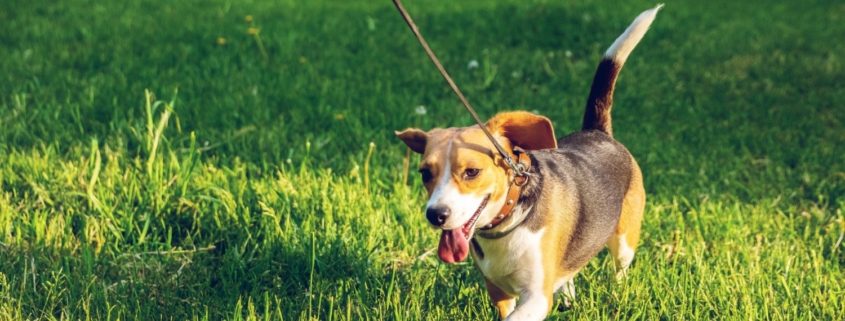 beagle dog walks on leash in grass